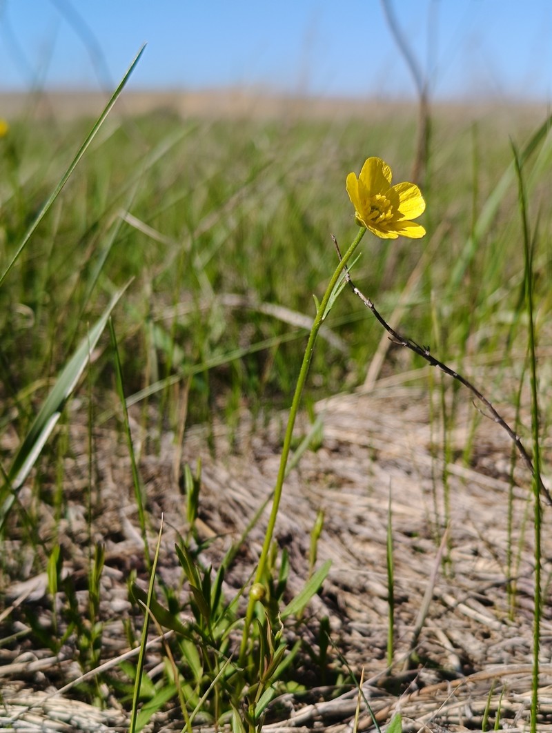 Ranunculus pedatus subsp. silvisteppaceus photo 2