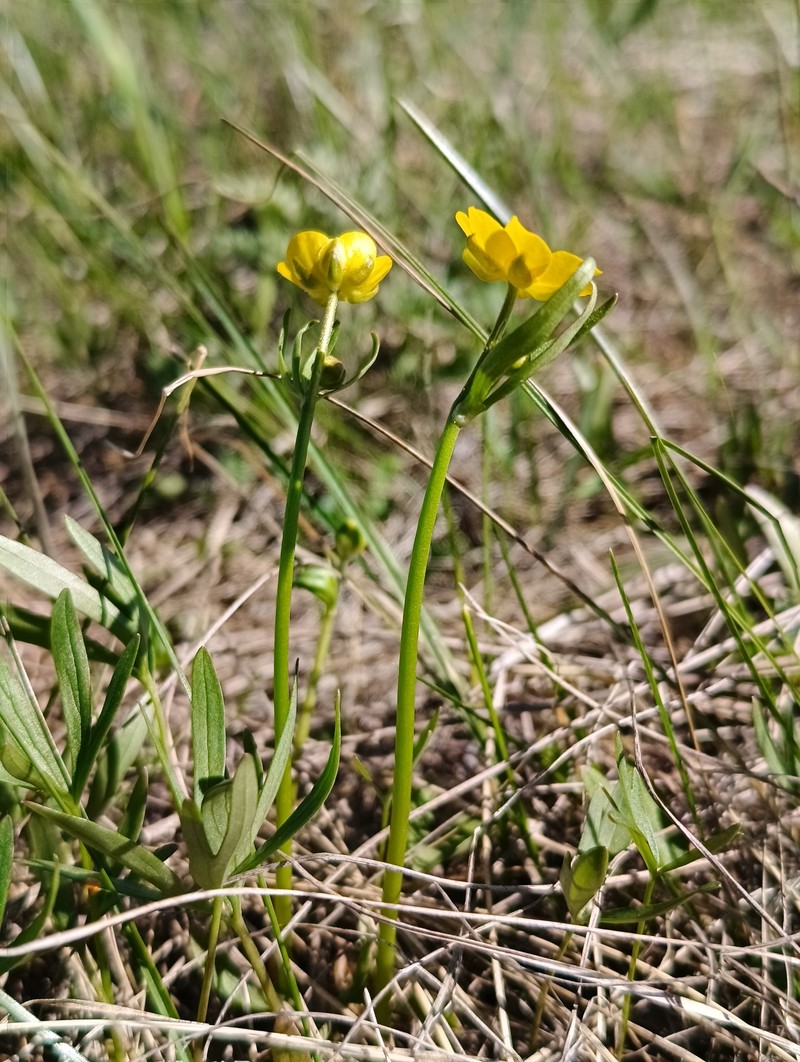 Ranunculus pedatus subsp. silvisteppaceus photo 3