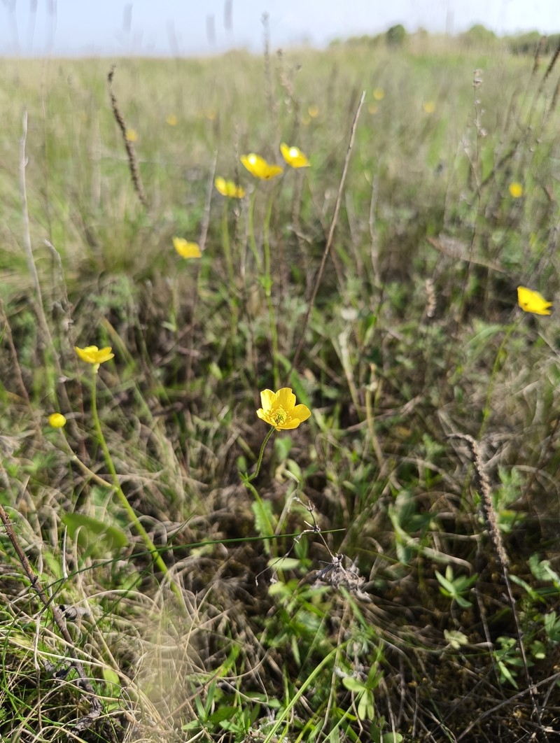 Ranunculus pedatus subsp. silvisteppaceus photo 4