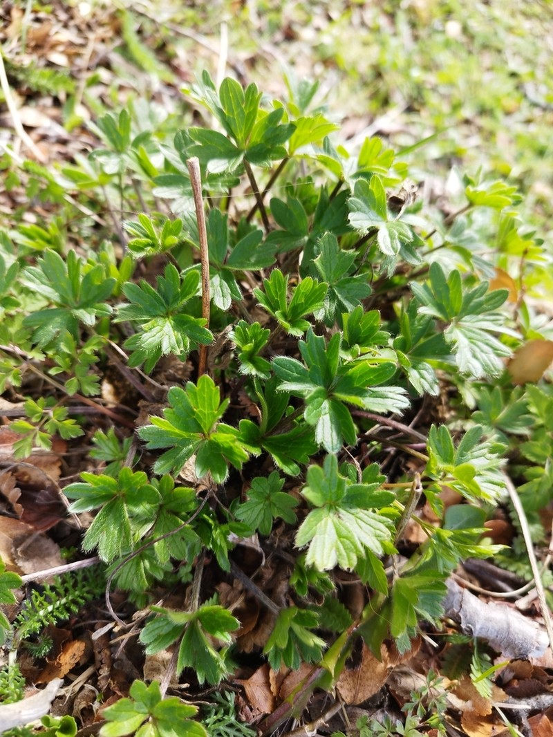 Ranunculus peduncularis photo 2