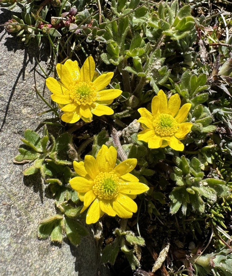 Ranunculus peduncularis photo 3