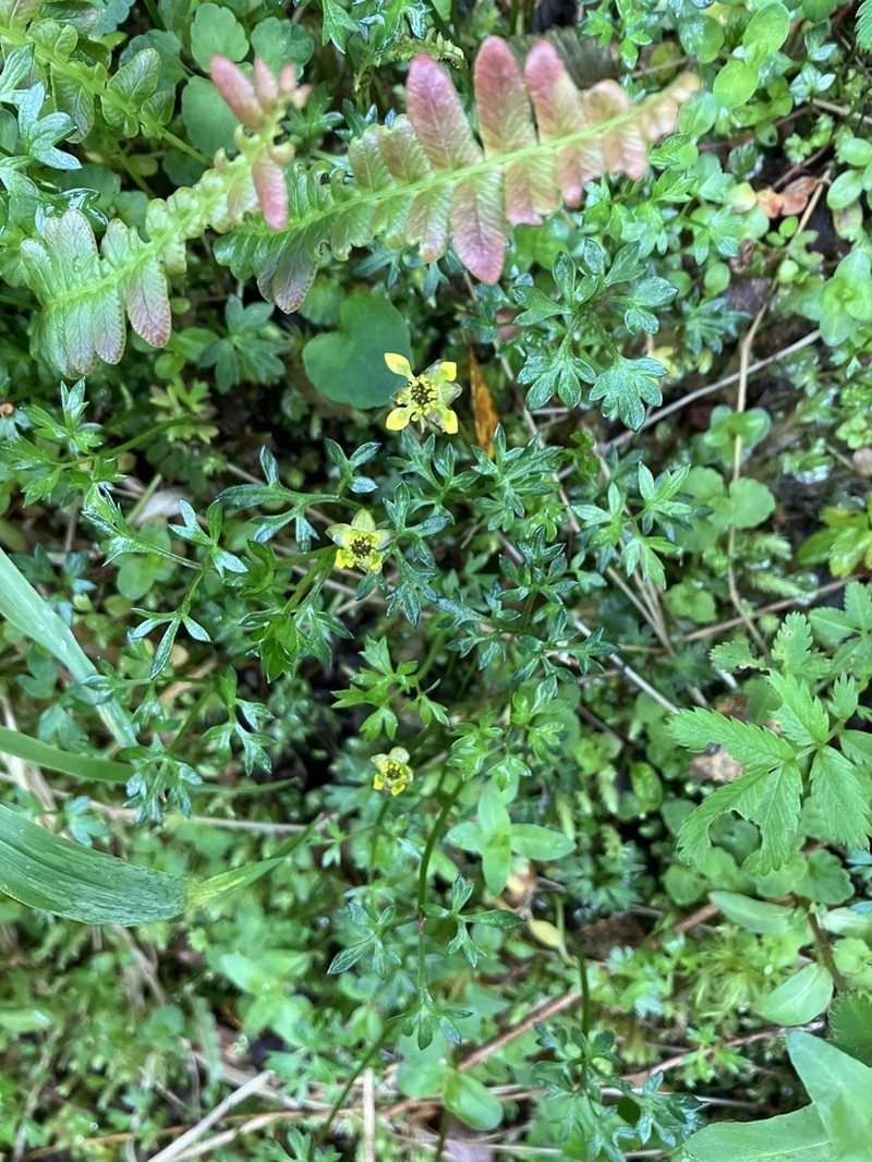 Ranunculus peduncularis photo 4
