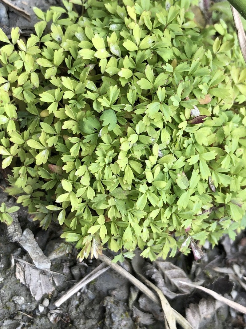 Ranunculus peduncularis photo 5