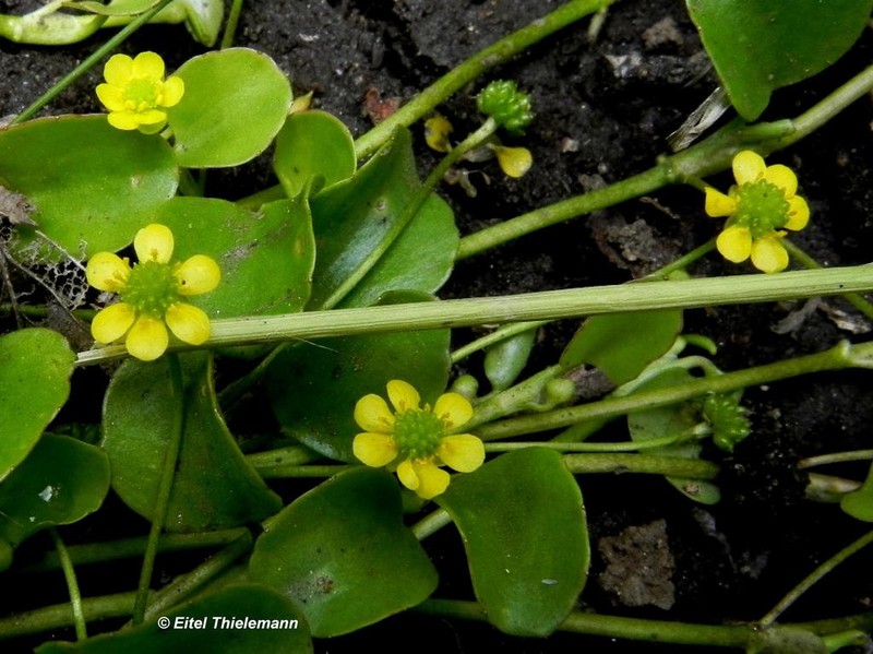 Ranunculus peduncularis photo 6
