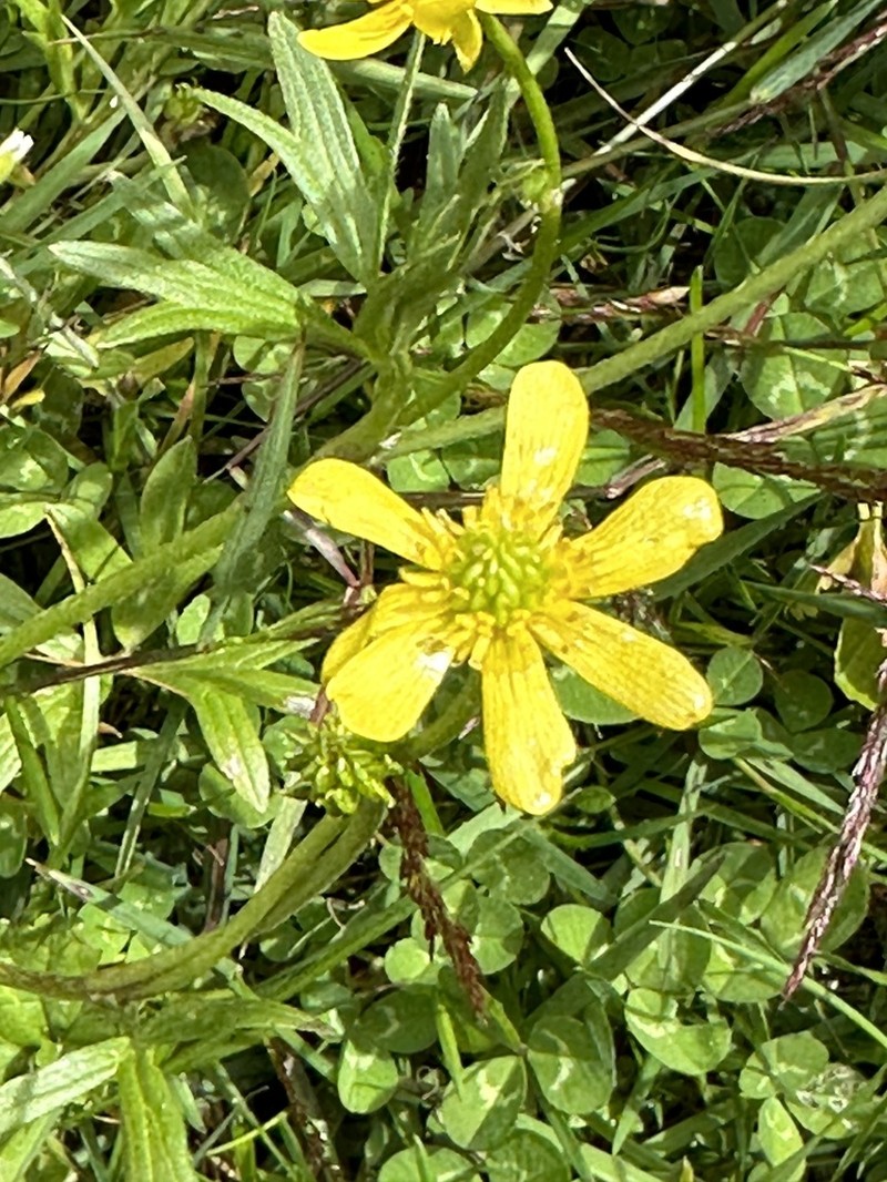Ranunculus peduncularis photo 7