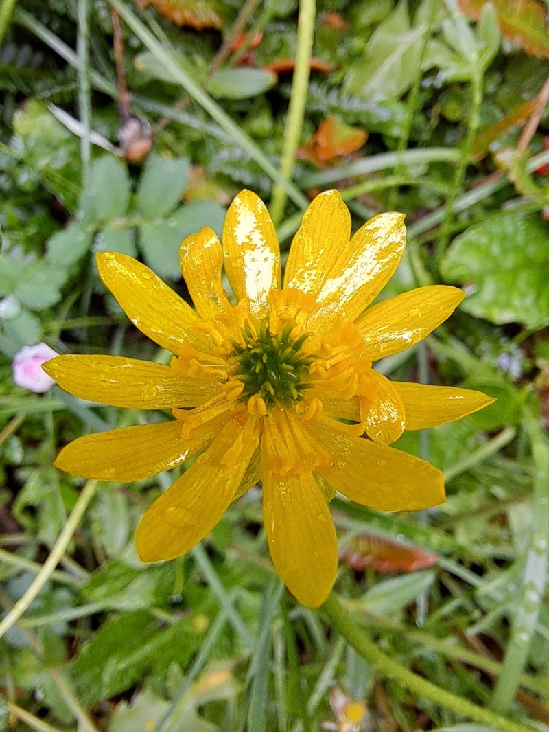 Ranunculus peduncularis var. erodiifolius