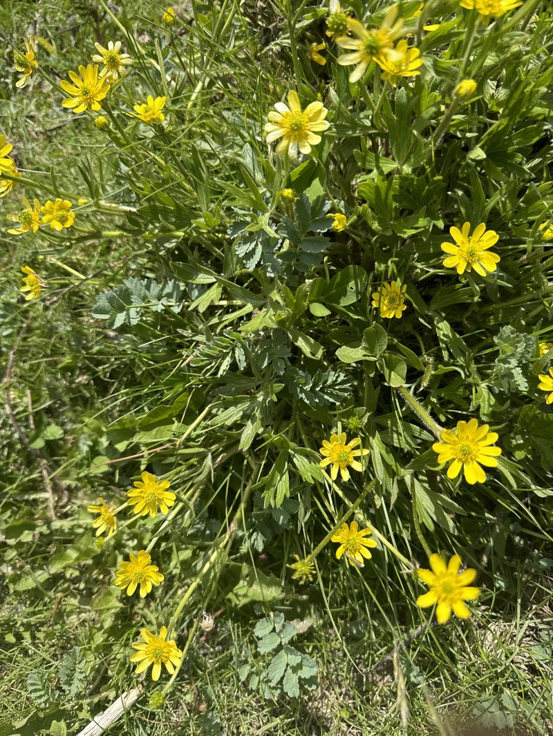 Ranunculus peduncularis var. erodiifolius photo 2