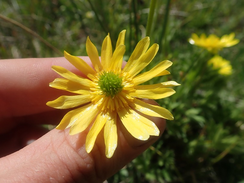 Ranunculus peduncularis var. erodiifolius photo 3