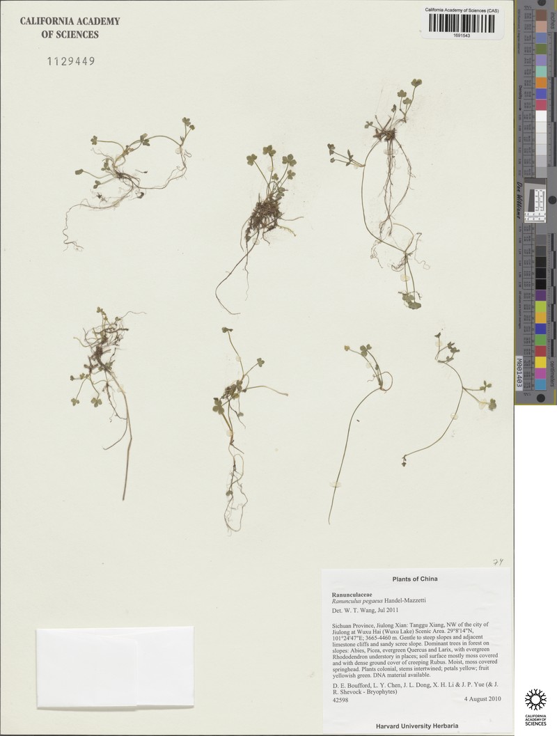 Ranunculus pegaeus