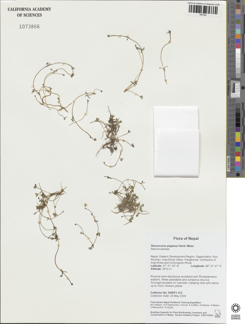Ranunculus pegaeus photo 2