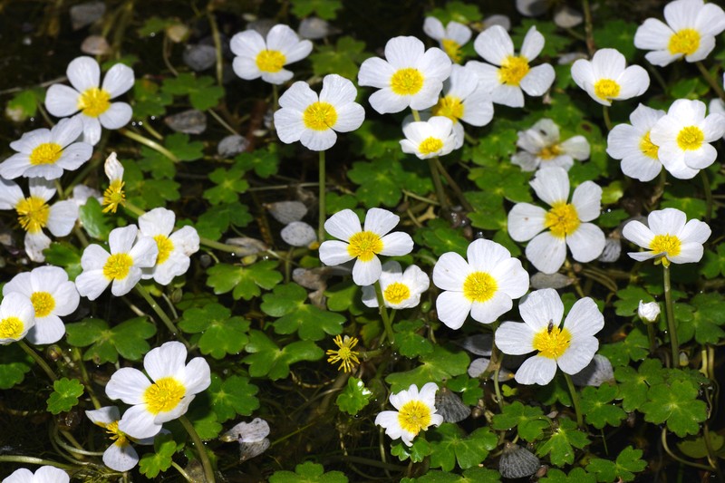 Ranunculus peltatus