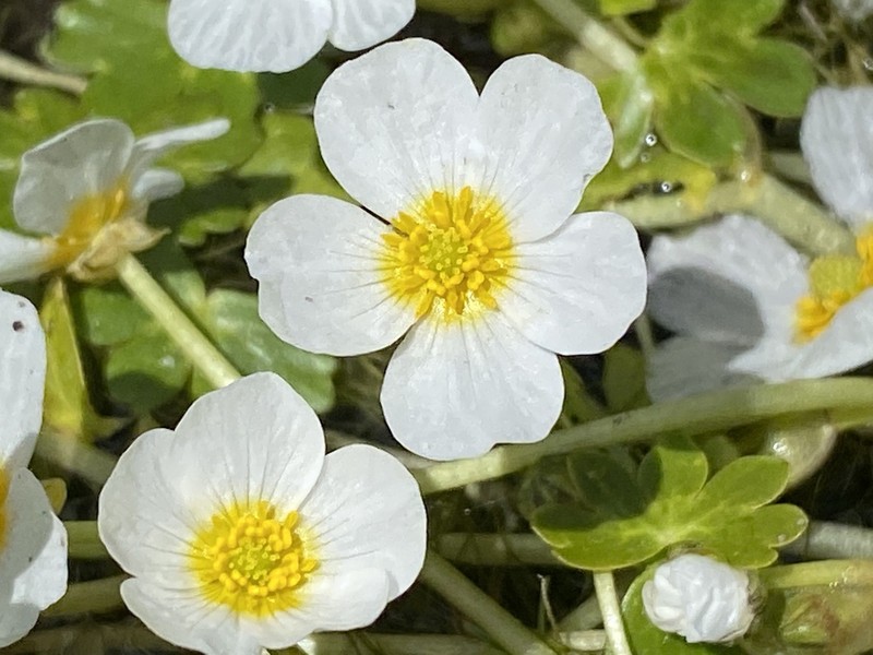Ranunculus peltatus photo 2