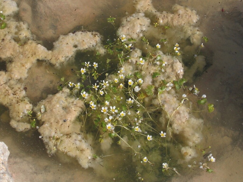 Ranunculus peltatus photo 3