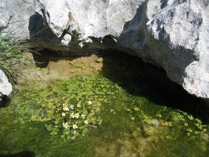 Ranunculus peltatus photo 4