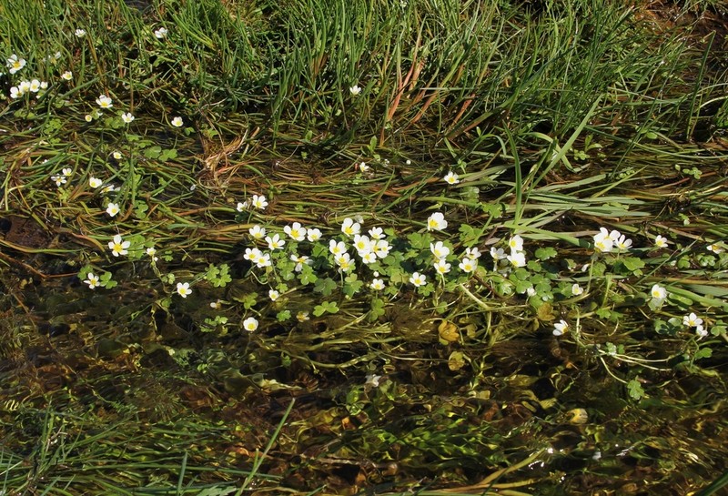 Ranunculus peltatus photo 5