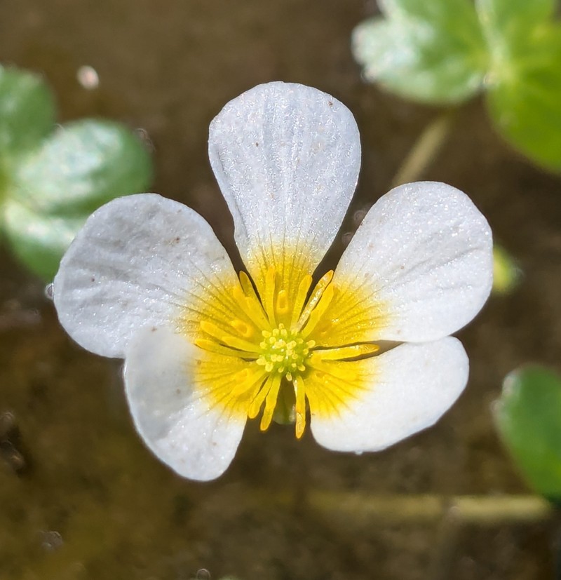Ranunculus peltatus photo 6