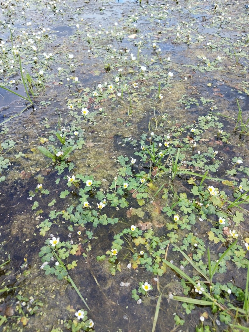 Ranunculus peltatus photo 7