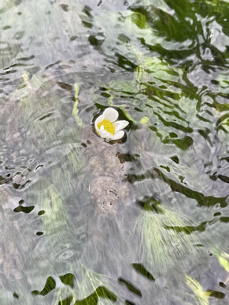 Ranunculus penicillatus photo 4