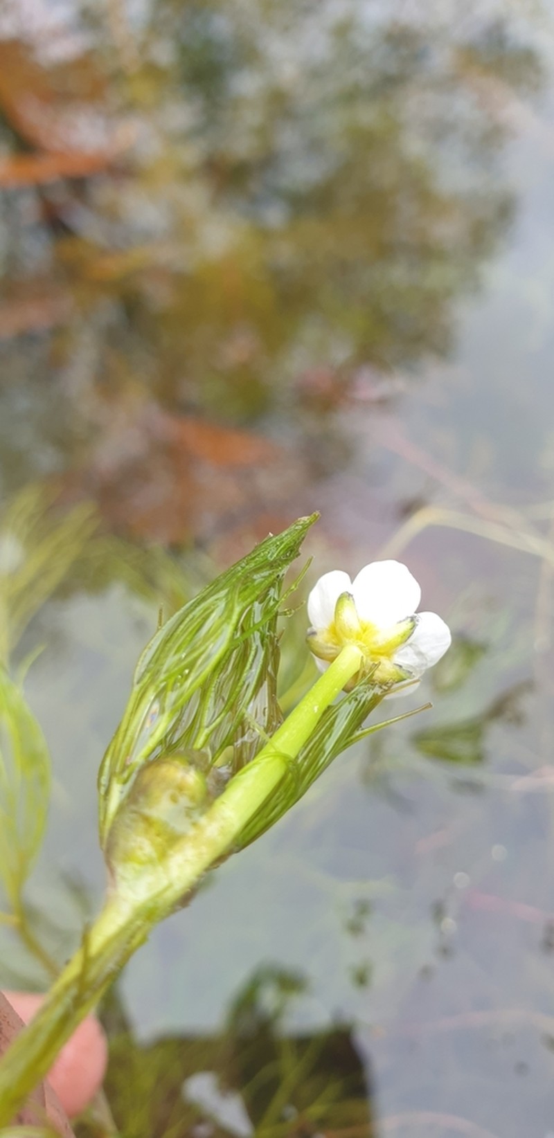 Ranunculus penicillatus photo 5