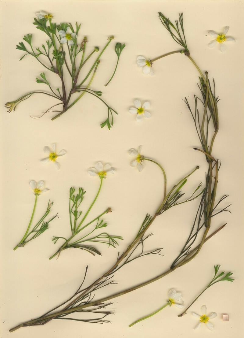 Ranunculus penicillatus photo 6