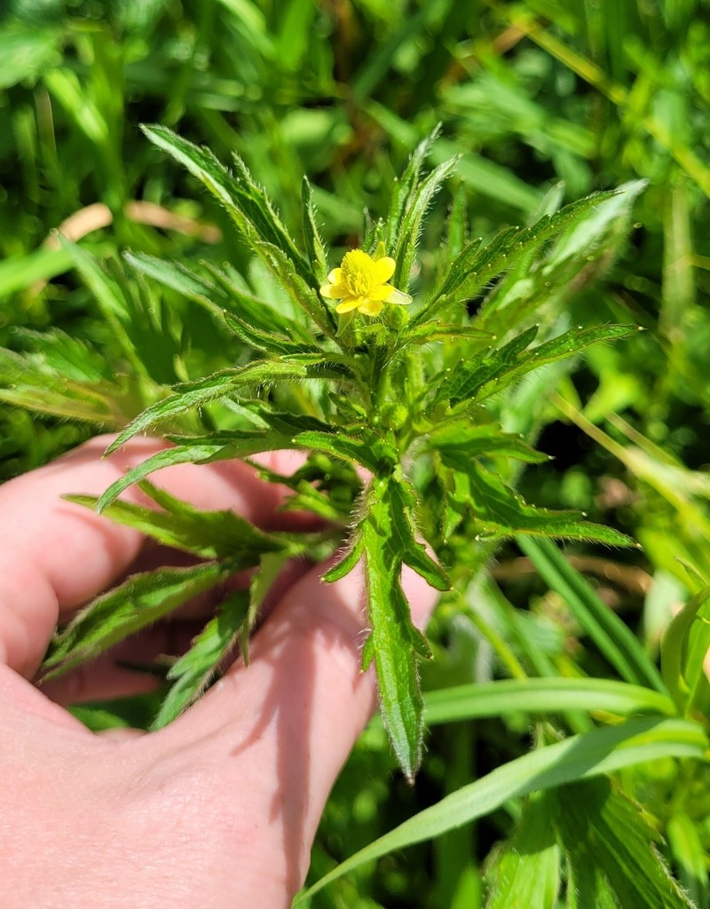 Pennsylvania Buttercup