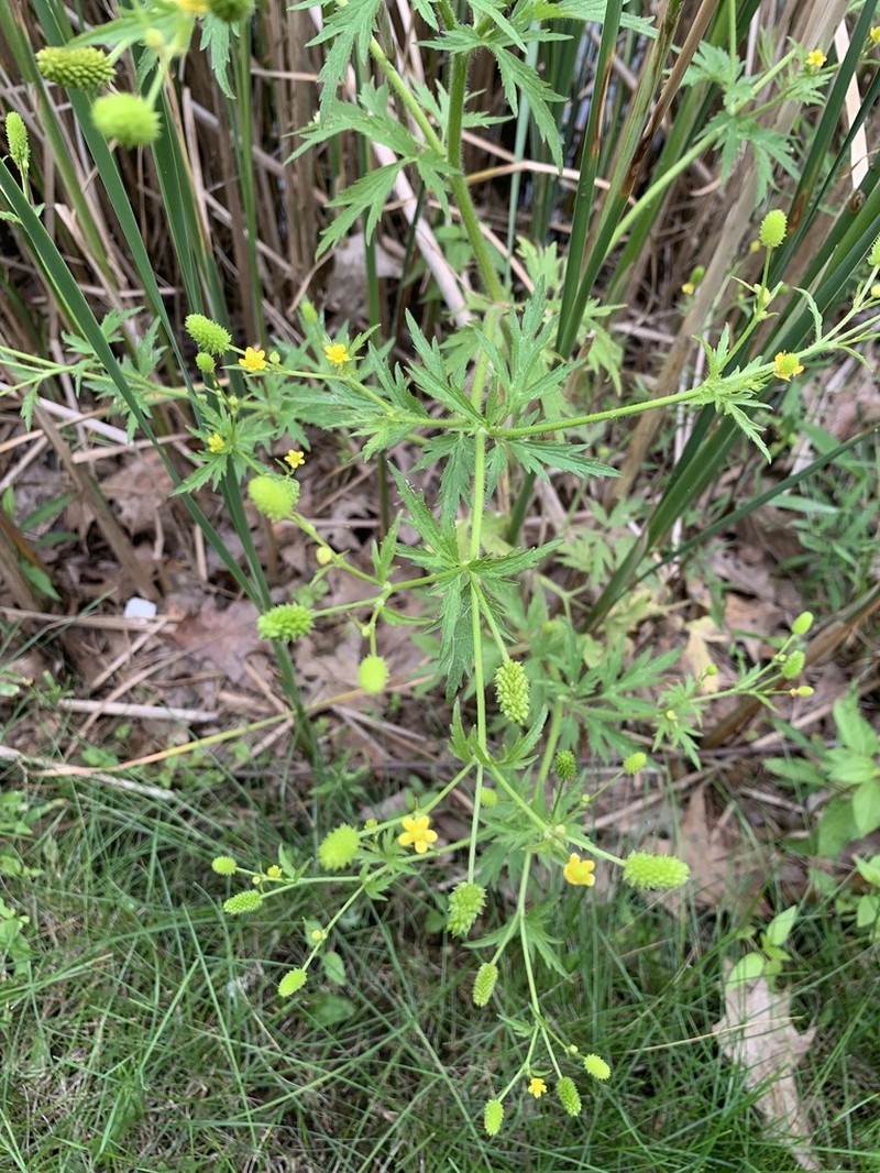Pennsylvania Buttercup photo 3