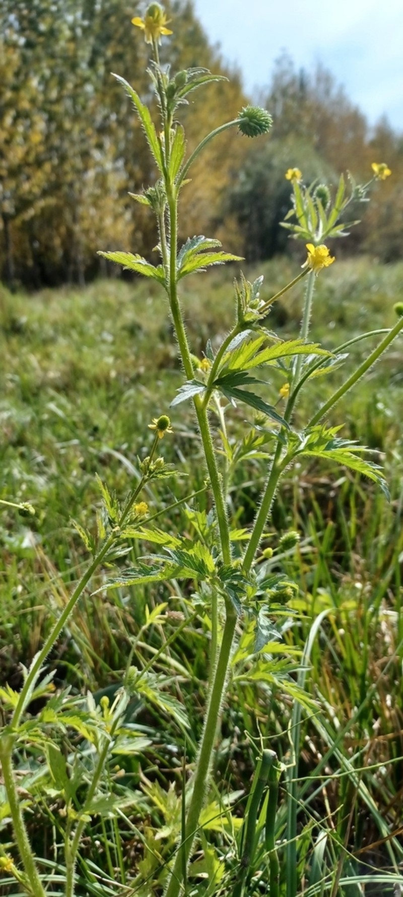 Pennsylvania Buttercup photo 4