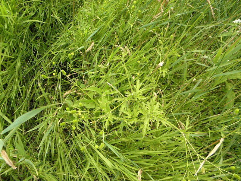 Pennsylvania Buttercup photo 5