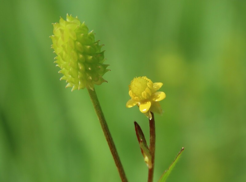 Pennsylvania Buttercup photo 6