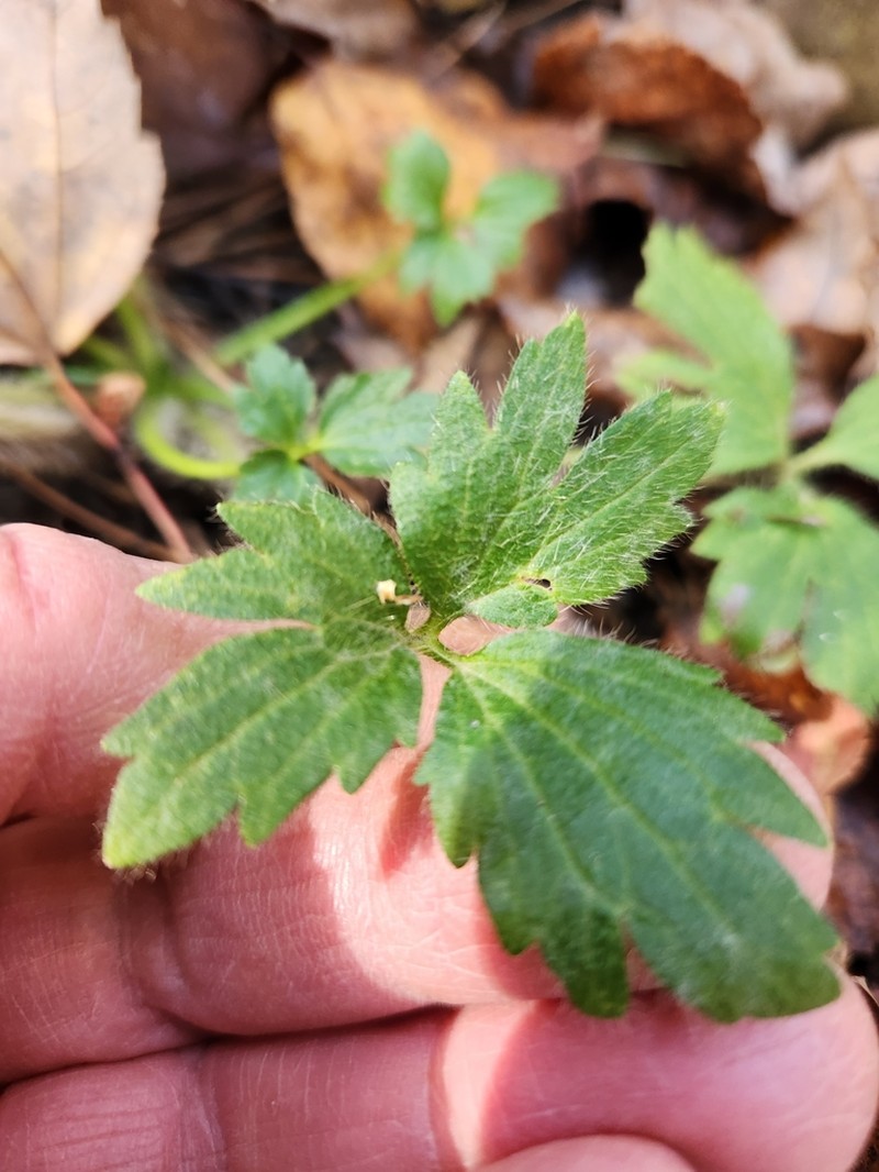 Pennsylvania Buttercup photo 7