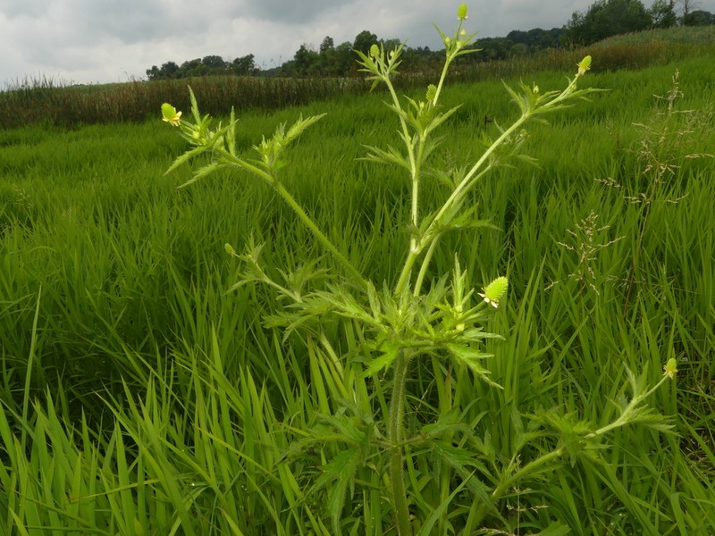 Pennsylvania Buttercup photo 8