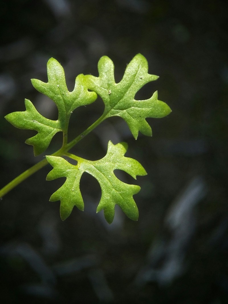 Ranunculus pentandrus