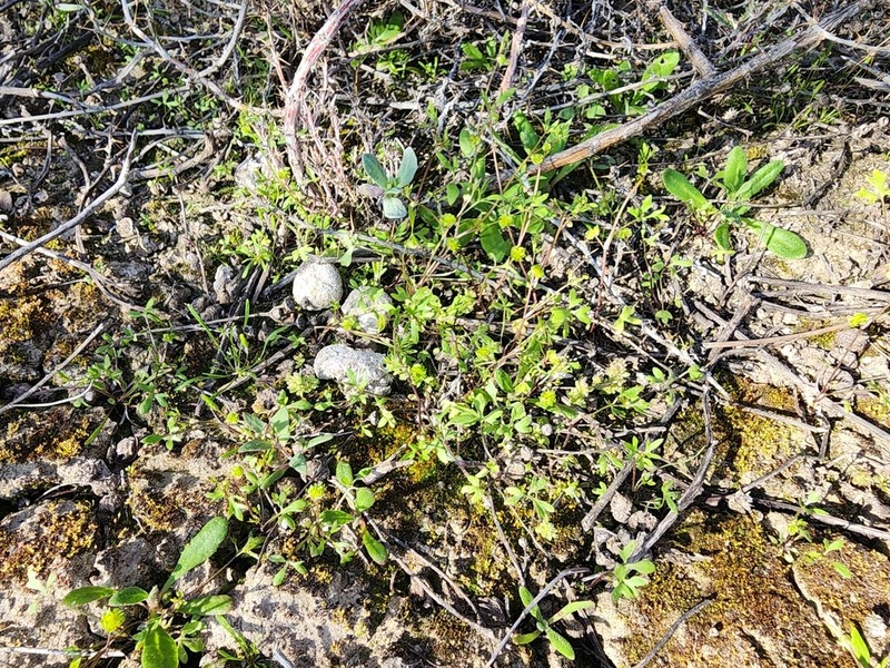 Ranunculus pentandrus photo 2