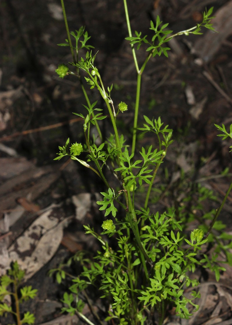 Ranunculus pentandrus photo 3