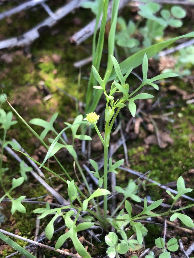 Ranunculus pentandrus photo 7