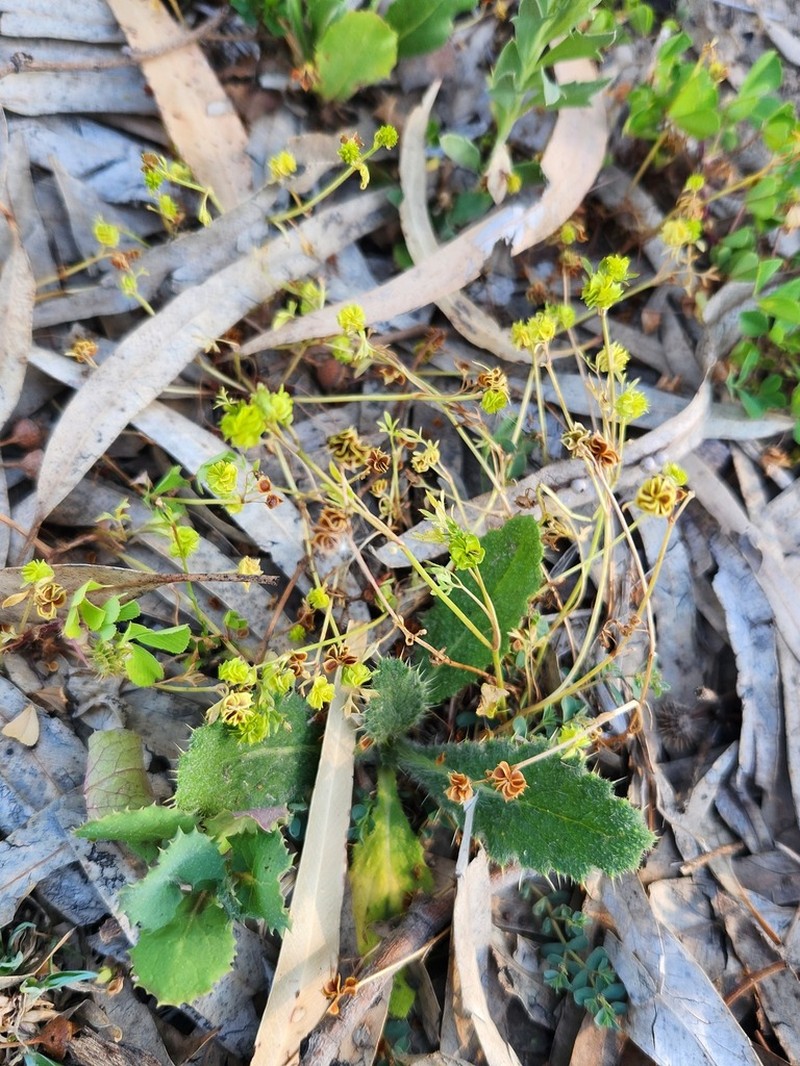 Ranunculus pentandrus photo 8