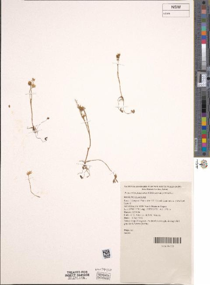 Ranunculus pentandrus var. pentandrus
