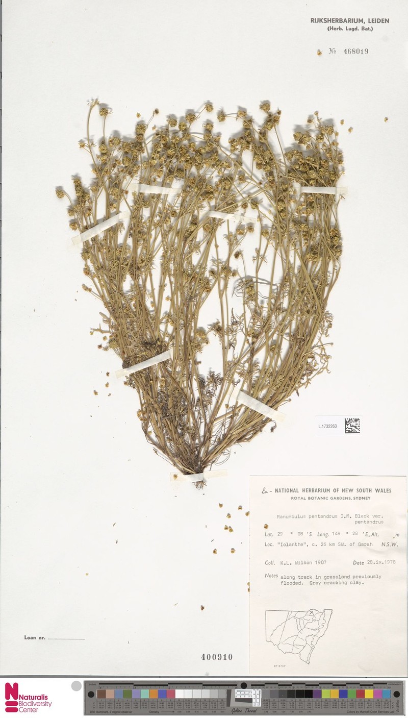 Ranunculus pentandrus var. pentandrus photo 2