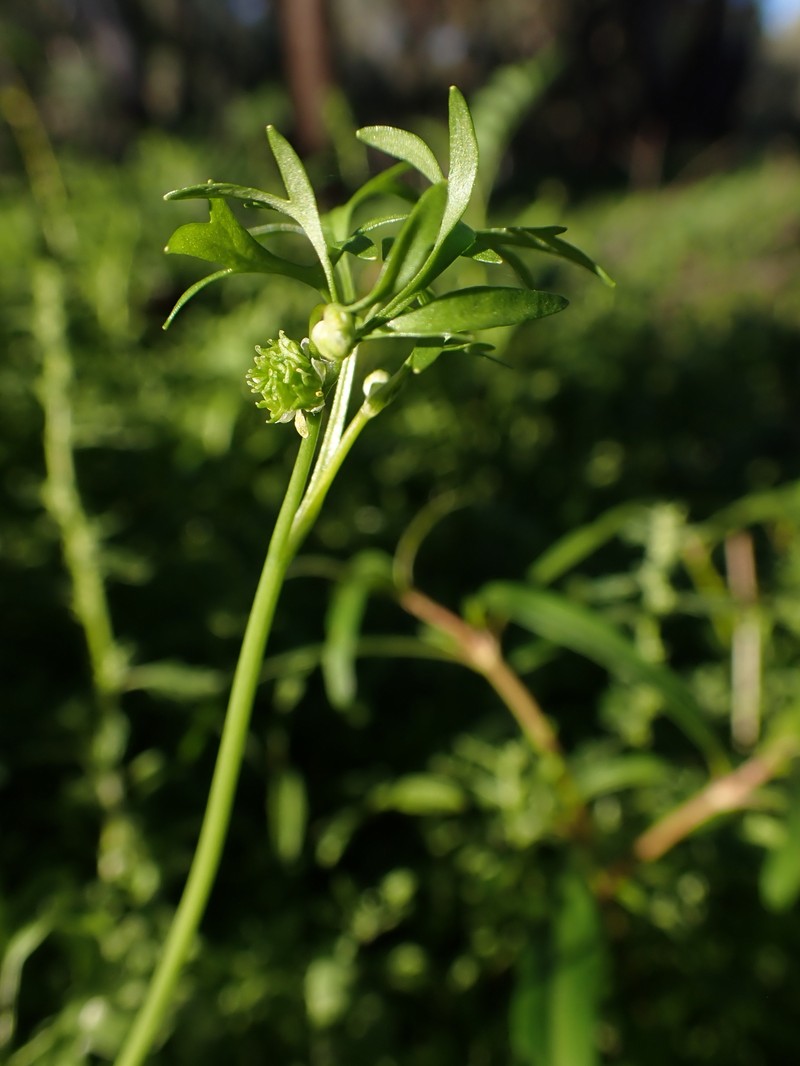 Ranunculus pentandrus var. platycarpus