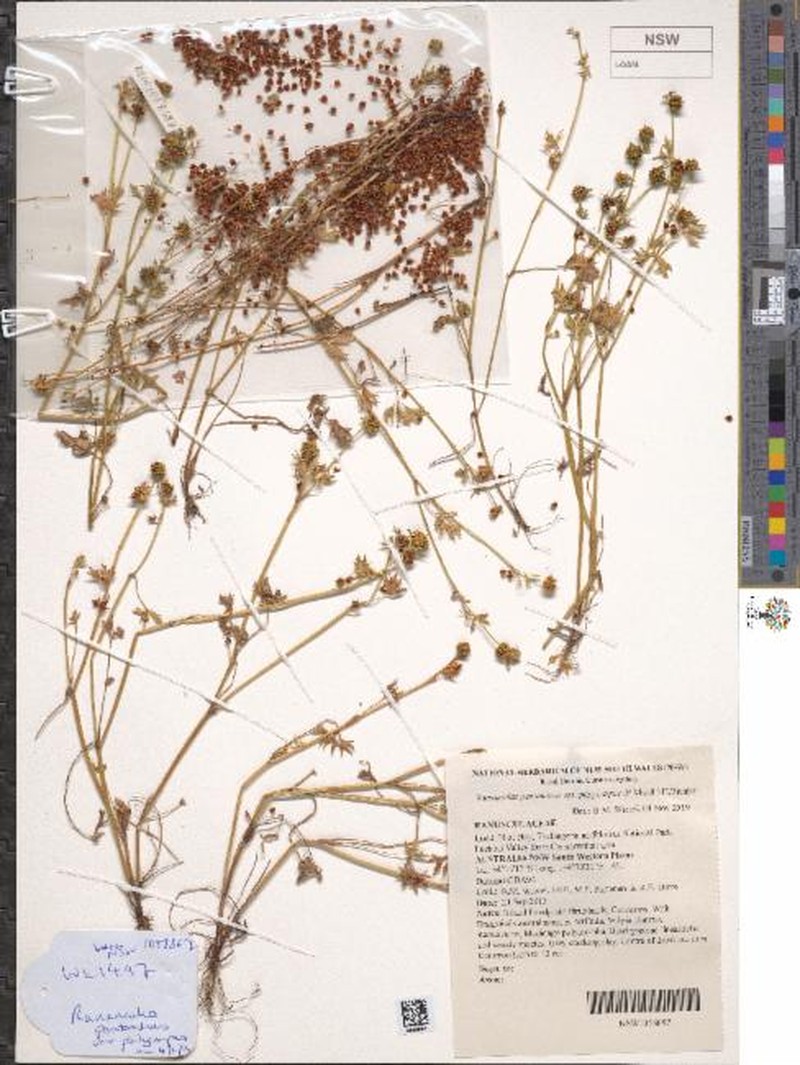 Ranunculus pentandrus var. platycarpus photo 3