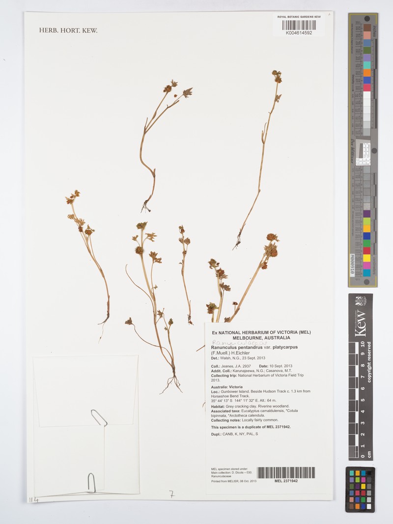Ranunculus pentandrus var. platycarpus photo 4