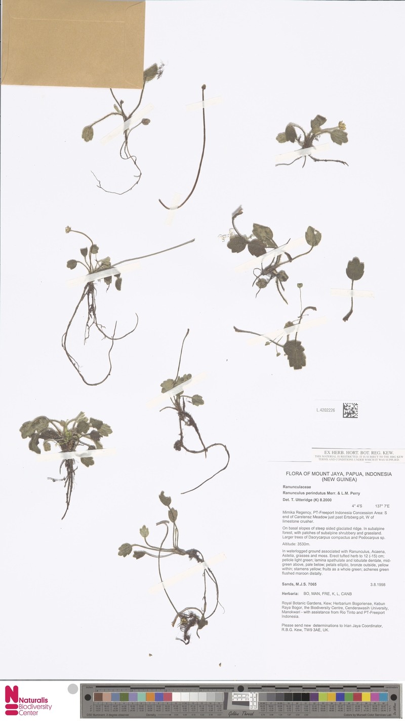 Ranunculus perindutus