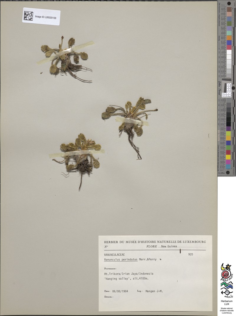 Ranunculus perindutus photo 2