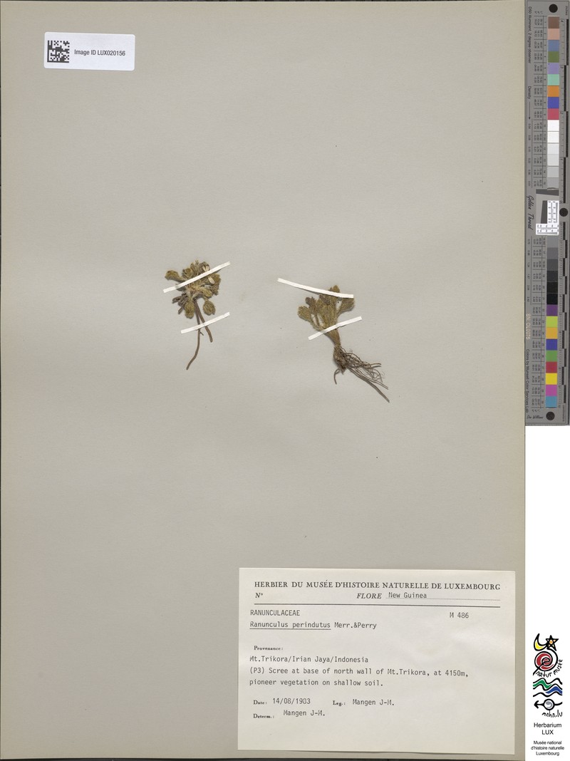 Ranunculus perindutus photo 3