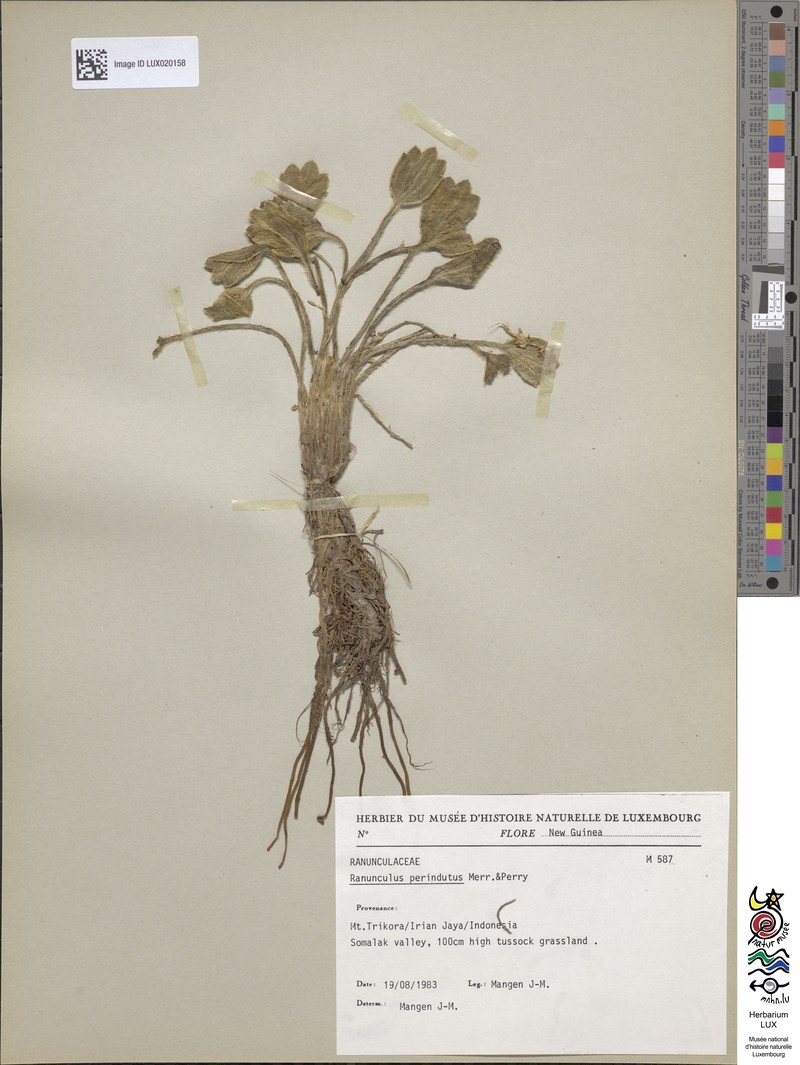Ranunculus perindutus photo 4