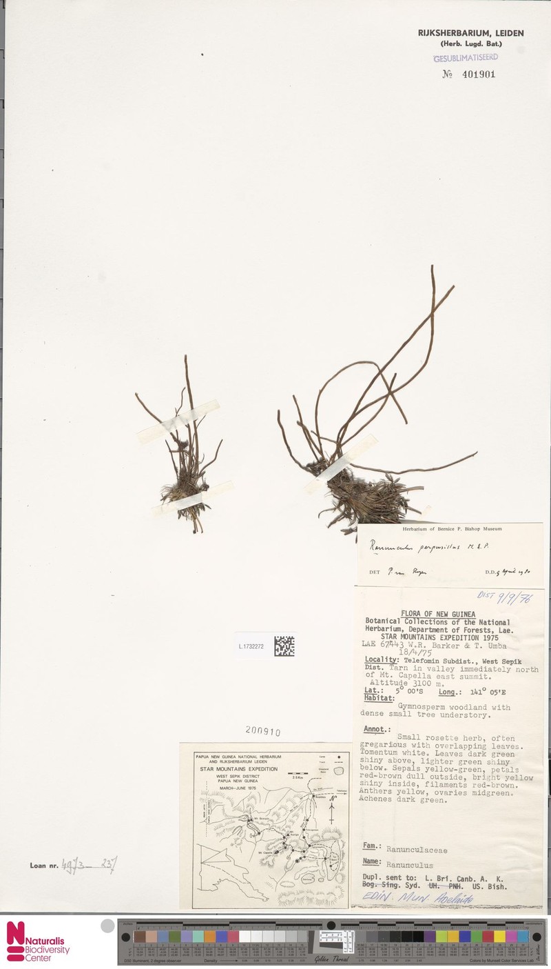 Ranunculus perpusillus photo 4