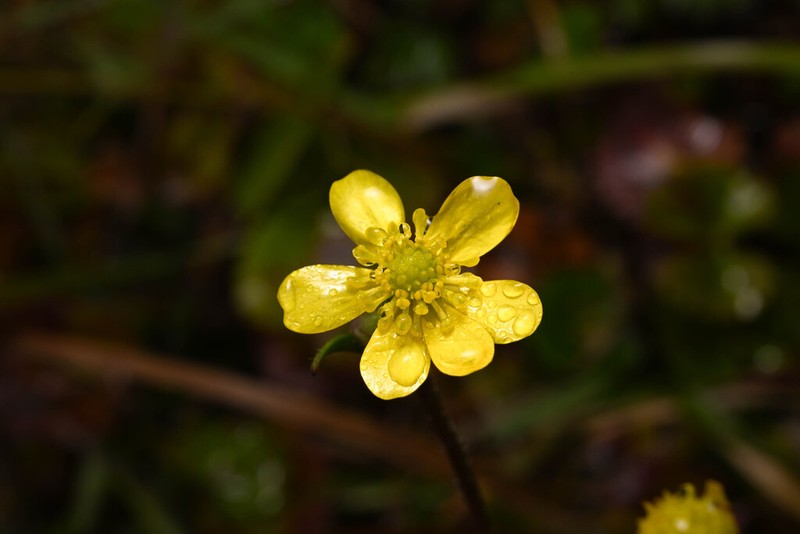 Ranunculus peruvianus