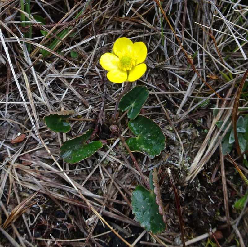 Ranunculus peruvianus photo 2