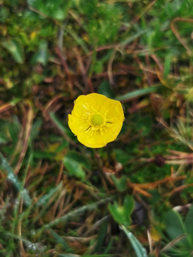 Ranunculus peruvianus photo 3