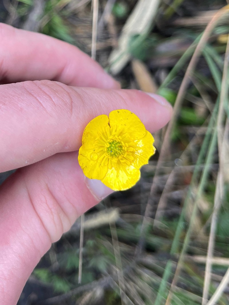 Ranunculus peruvianus photo 4